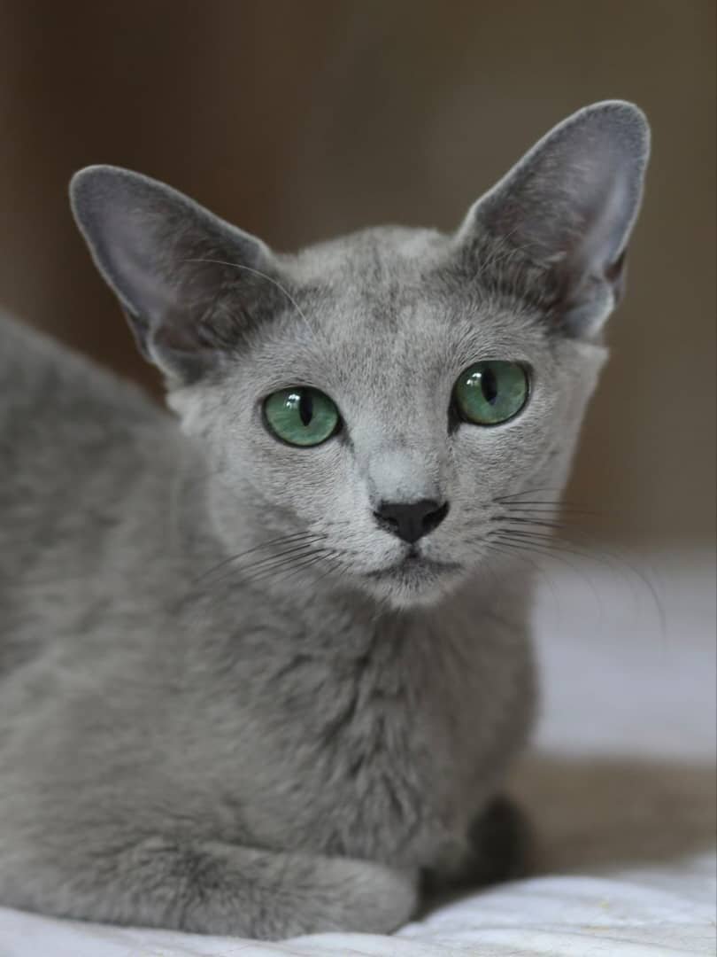 Russian Blue Cat Breed Information California - Silver Blue Coat - Emerald Green Eyes - Hypoallergenic Cat Breed - Russian Blue Characteristics